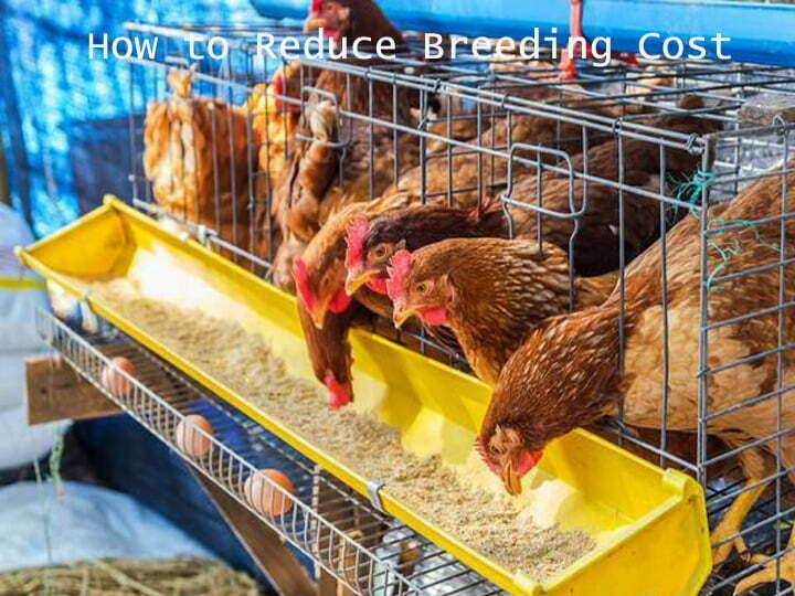 how to reduce breeding cost