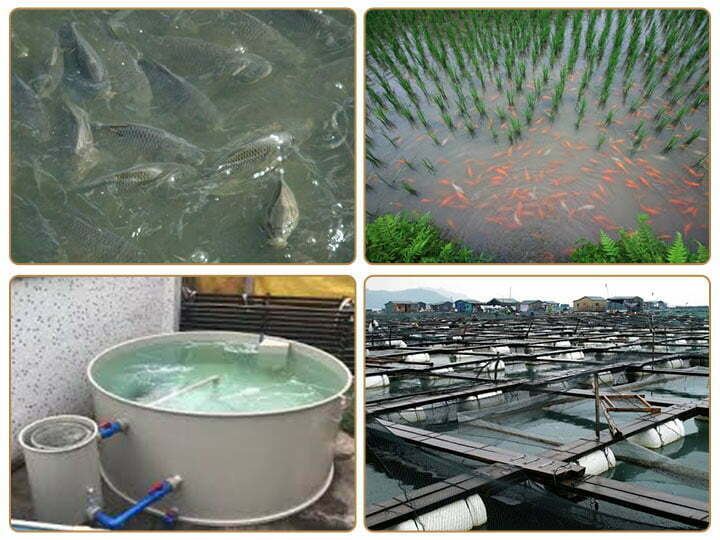 Floating fish food pellets for fish breeding