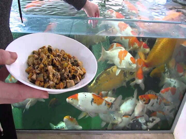 Alimentación artificial para peces