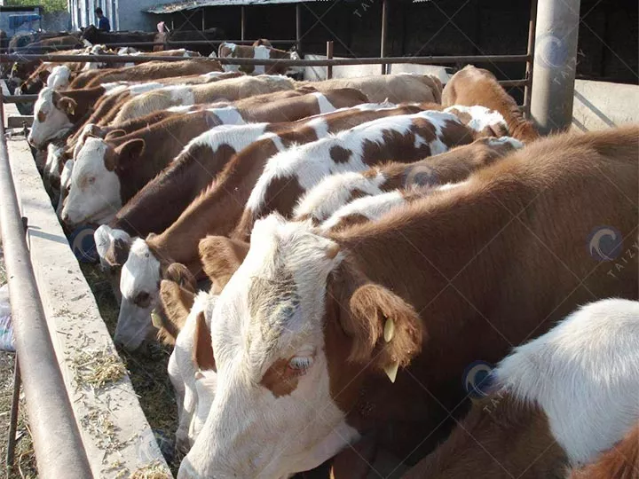 Animal feed pellet machine pellets reduce livestock disease